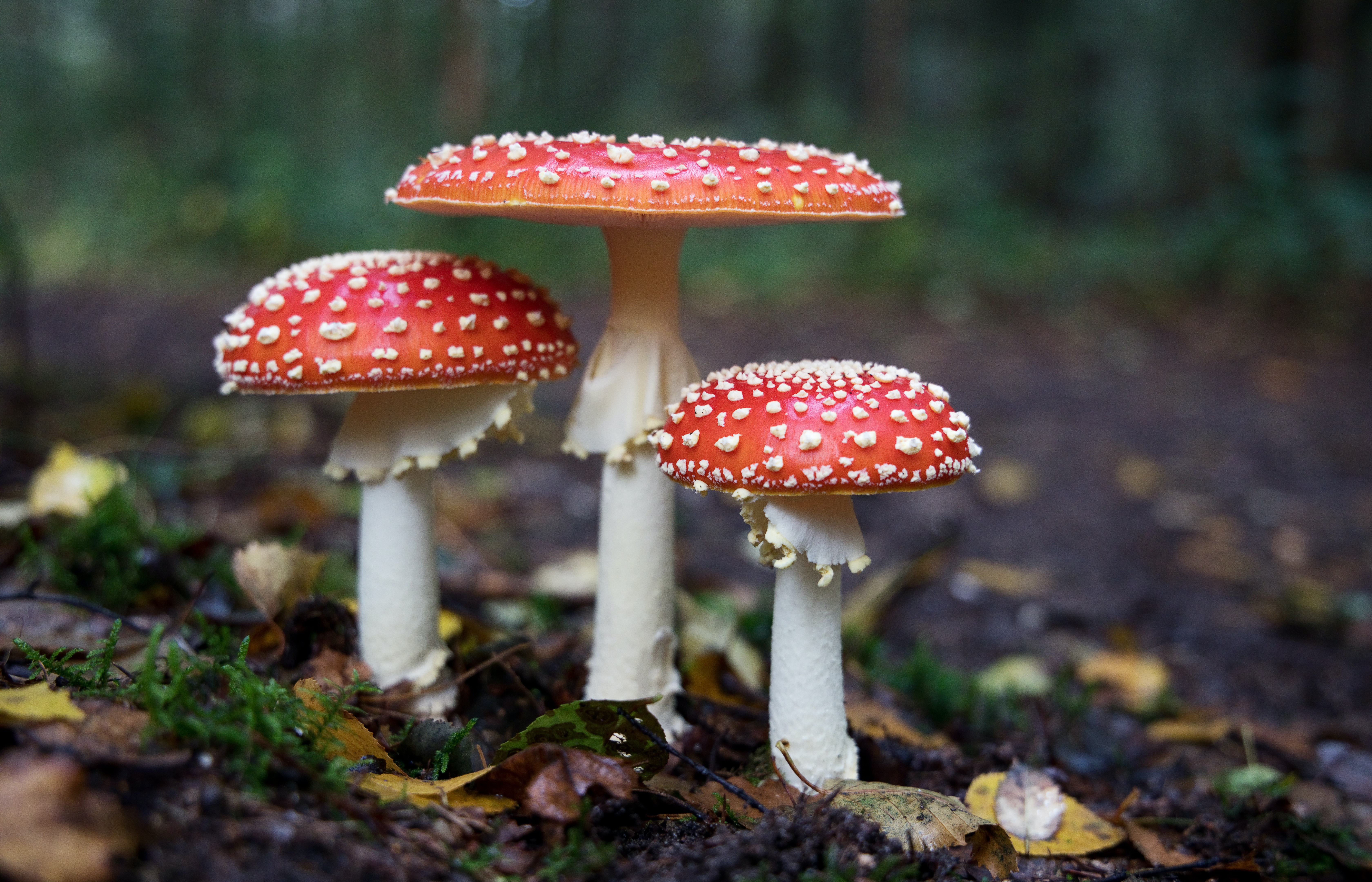 How Do Mushroom Supplements Make You Feel A Healthier Life?